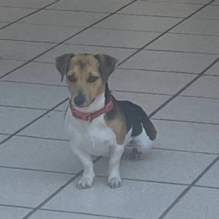 BROWNIE | Raza Jack Russell Terrier | Final Feliz