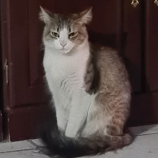 CARIÑO | Raza Doméstico Americano de pelo semilargo | Perdida