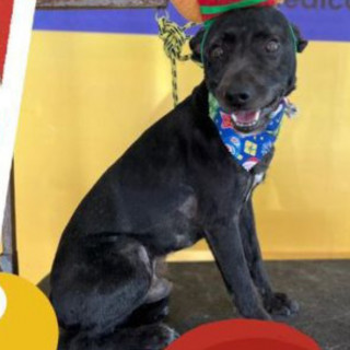 BLACKY | Raza Mestizo, cruza de Schnauzer | Perdido