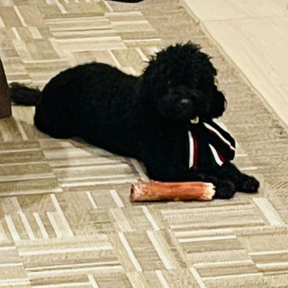 MÍA | Raza French Poodle | Final Feliz