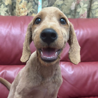 PACHICLETO | Raza Mestizo, cruza de Golden Retriever con French Poodle,  (Goldendoodle). | Perdido