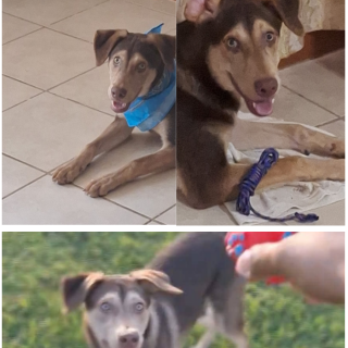 CHOCOLATE | Raza Mestizo, cruza de Husky Siberiano | Perdido