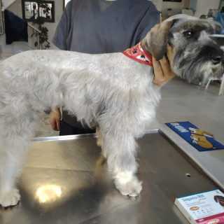 TOBY | Raza Mestizo, cruza de Schnauzer | En Adopción