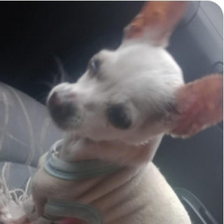 TAVATA | Raza Chihuahua | Perdida