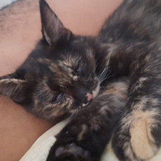 BETY | Raza Calicó de pelo semilargo | Perdida