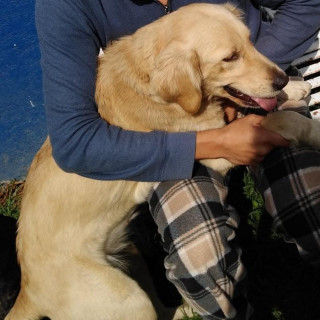 RAMONA | Raza Mestiza, cruza de Golden Retriever | Final Feliz
