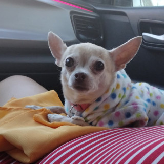 CLOE | Raza Chihuahua | Perdida