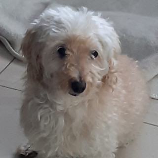 CIELO | Raza Mestiza, cruza de French Poodle con Maltés,  (Maltipoo). | Perdida