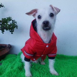 OLAF | Raza Mestizo, cruza de Jack Russell Terrier con Chihuahua | En Adopción