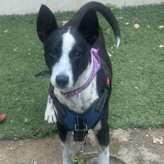 ZEUS | Raza Mestizo, cruza de Border Collie con Jack Russell Terrier | Perdido