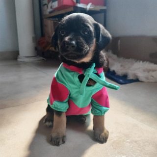 NAPOLEÓN | Raza Mestizo,  cruza de Rottweiler | En Adopción