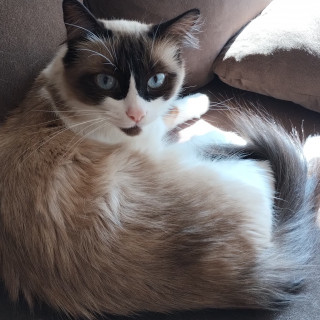 PELOS | Raza Ragdoll | Perdida