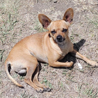 CHOCO | Raza Chihuahua | Perdido