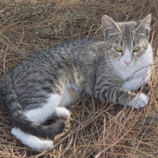 SUKI | Raza Doméstico Américano de Pelo Corto | Perdida