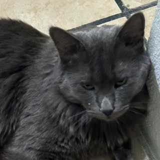 CHIMUELO | Raza Nebelung o Nibelungo | Perdido