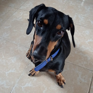 KENJI | Raza Dachshund o Salchicha  | Perdido