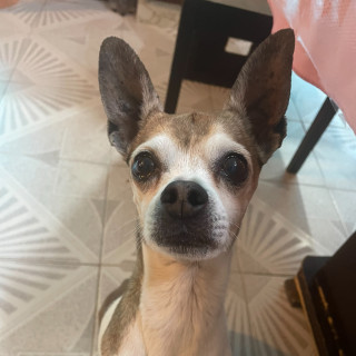 EDGAR O MOKY | Raza Chihuahua | Perdido