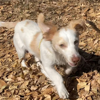 GOOFY | Raza Mestizo, cruza de Dachshund o Salchicha con Chihuahua | Perdido