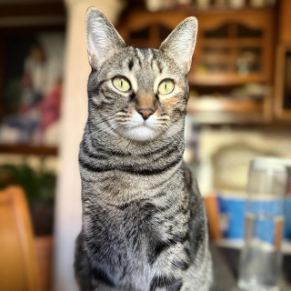 NIKI | Raza Doméstico Américano de Pelo Corto | Perdida