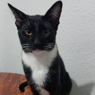 Foto de FÍGARO