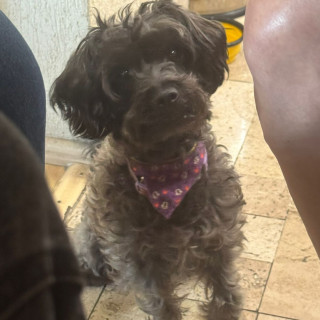 MAGENTA | Raza Mestiza, cruza de Yorkshire Terrier,  (Yorkie), con Maltés | Perdida