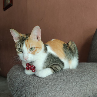 LEXIE | Raza Calicó de pelo corto | Perdida