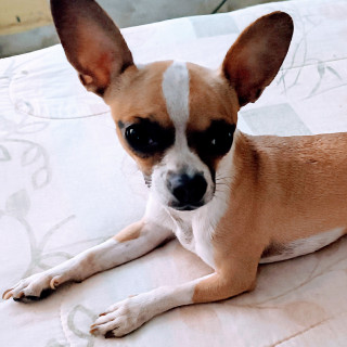 ROCKY | Raza Chihuahua | Perdido