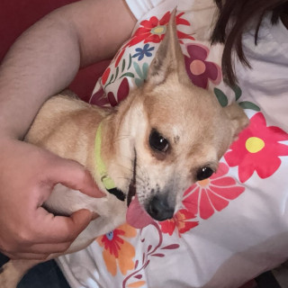 PITUFINA | Raza Chihuahua | Perdida