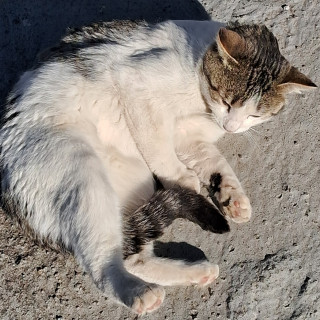 Foto de PINTO