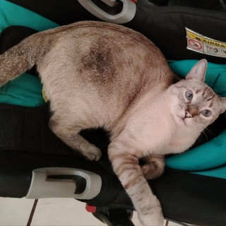 RAMONCITO | Raza Aslan o Siamés moderno, punto tabby | Perdido