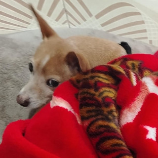 PATAS O HACHI | Raza Chihuahua | Final Feliz
