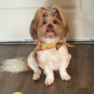 LATTE | Raza Shih Tzu  | Final Feliz