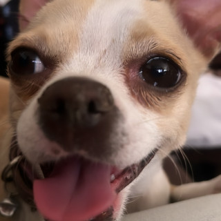 COOKIE | Raza Chihuahua | Perdida