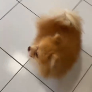 KOBE | Raza Pomerania | Perdido