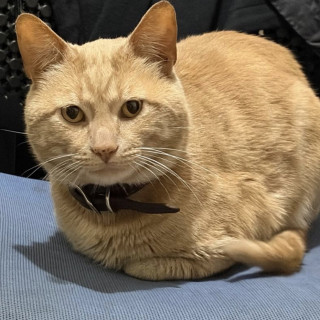 Foto de SIMBA