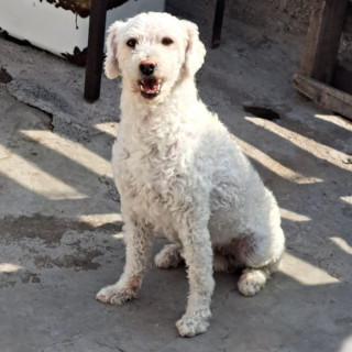 Foto de ODIE