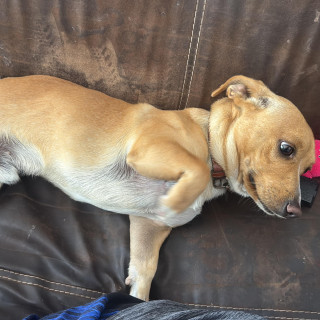 Foto de SEÑOR WAFLES