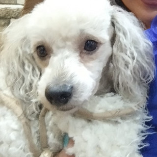 AICKA | Raza Mestiza, cruza de Pomerania con French Poodle | Perdida