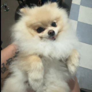 COCO CHACÓN | Raza Pomerania | Final Feliz