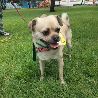 ARCHI | Raza Mestizo,  cruza de Pug | En Adopción