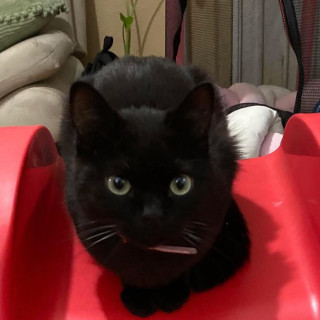 KIWI | Raza Bombay | Perdido
