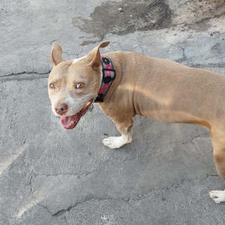 CHULE | Raza Mestiza, cruza de American Pitbull Terrier | En Adopción