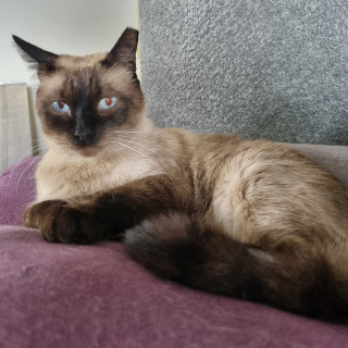 BOLO | Raza Siamés Punto Foca | Final Feliz