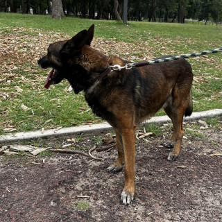  | Raza Pastor Belga Maliniois | Encontrado