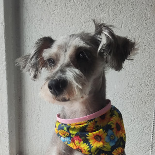 NAVI | Raza Schnauzer Miniatura  | Final Feliz