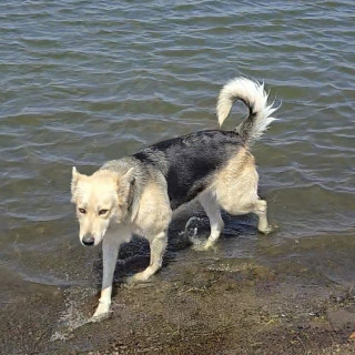 KIRA | Raza Mestiza, cruza de Pastor Alemán con Husky Siberiano | Final Feliz