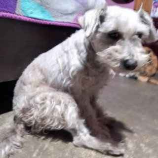 ALUCHE | Raza Mestiza, cruza de Schnauzer con Poodle,  (Schnoodle) | Perdida