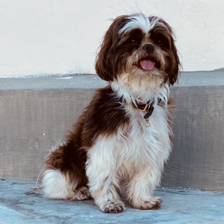 MYA | Raza Shih Tzu  | Perdida