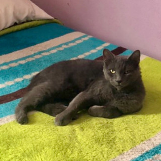 NALA | Raza Ruso Azul | Perdida