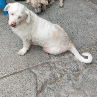 JUNIOR | Raza Mestizo, cruza de French Poodle | Perdido